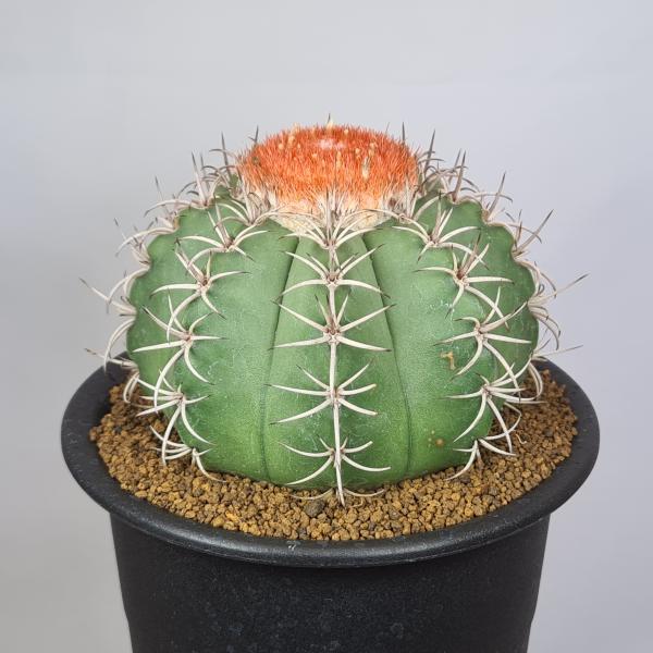 メロカクタス・マタンザナス  12cm鉢