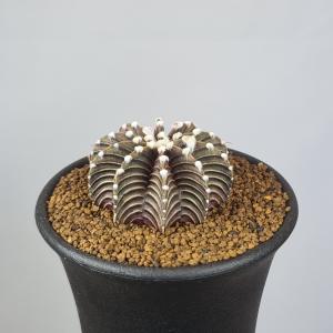 サボテン：コピアポア 黒王丸 竜神ツギ*幅6.5cm 現品！一品限り : 遊恵