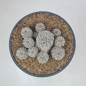 スルコレブチア・レンカエ PK20 【9cm鉢】の詳細画像1