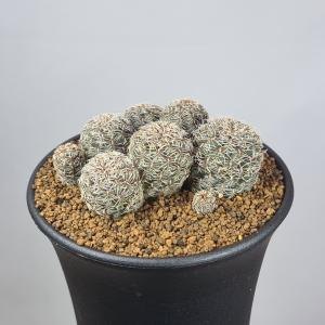 スルコレブチア・レンカエ PK20 【9cm鉢】の詳細画像2