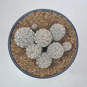 スルコレブチア・レンカエ PK20 【9cm鉢】の詳細画像3