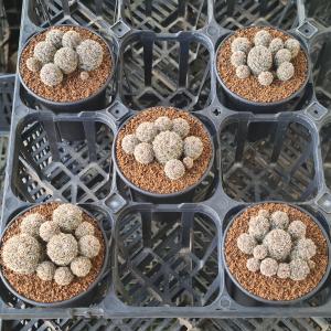 スルコレブチア・レンカエ PK20 【9cm鉢】の詳細画像4