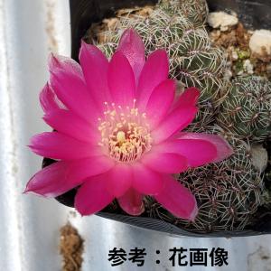 スルコレブチア・レンカエ PK20 【9cm鉢】の詳細画像5