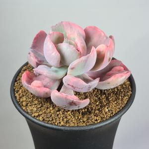 現品限り】サルコカウロン・ペニクリナム u30 202109 モンソニア