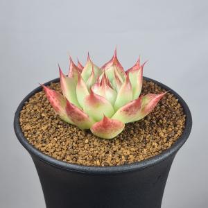 ディオスコレア・エレファンティペス 亀甲竜 9cm鉢 : カクタス長田