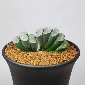 サルコカウロン ペニクリナム ユーフォルビオイデス カカリオイデス 3株セット 現品限り】サルコカウロン・ペニクリナム u27 202109 モンソニア