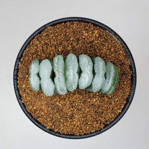 ハオルチア・玉扇 9cm鉢の詳細画像3