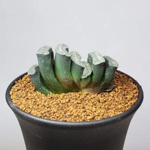 ハオルチア・玉扇 9cm鉢の詳細画像2