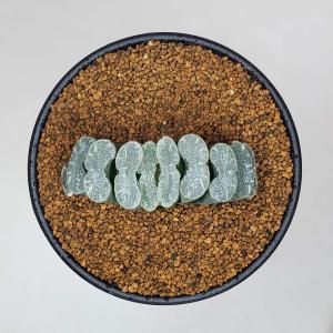 ハオルチア・玉扇 9cm鉢の詳細画像1