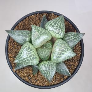 ケドロスティス アフリカーナ : 多肉植物のお店 彩香 Yahoo!店 - 通販