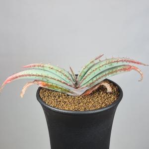 19#多肉植物アエオニウム錦❤️ブロンズメダル錦❤️23頭25cm 拔き苗 11#多肉植物アエオニウム錦❤️ブロンズメダル錦❤️9大頭22cm 拔き苗