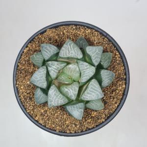 ハオルチア・ベイエリ 9cm鉢