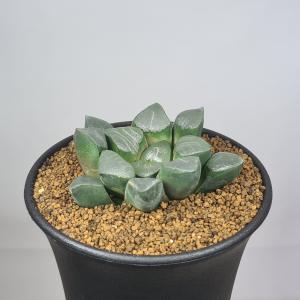 ハオルチア・ベイエリ 9cm鉢の詳細画像1