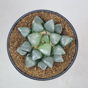 ハオルチア・ベイエリ 9cm鉢の詳細画像2