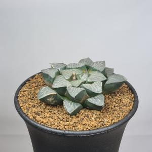 ハオルチア・ベイエリ 9cm鉢の詳細画像3