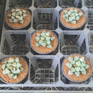 ハオルチア・ベイエリ 9cm鉢の詳細画像4