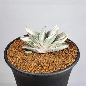 ディオスコレア・エレファンティペス 亀甲竜 9cm鉢 : カクタス長田