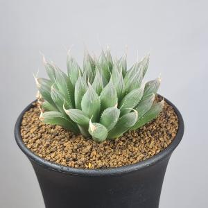 多肉植物：ハオルチア アトロフスカ錦*幅8cm 現品！一品限り : 遊恵