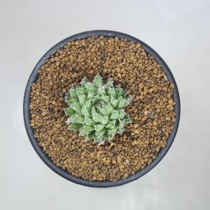 ハオルチア・ヘルバセア 7.5cm鉢の詳細画像1
