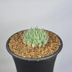 ハオルチア・ヘルバセア 7.5cm鉢の詳細画像2