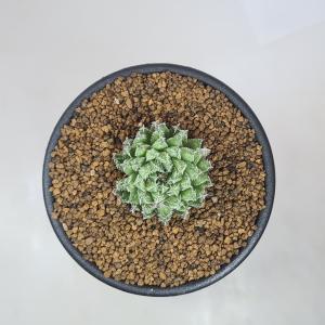 ハオルチア・ヘルバセア 7.5cm鉢の詳細画像3