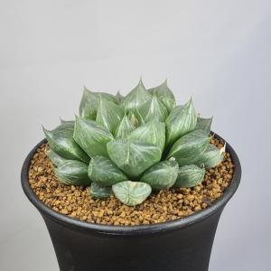 ユーフォルビア　アトロビリディス ユーフォルビア・アトロビリディス（Euphorbia atroviridis）の