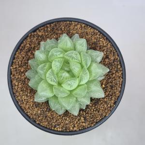 ハオルチア・トランシエンス 9cm鉢の詳細画像1