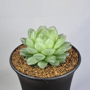 ハオルチア・トランシエンス 9cm鉢の詳細画像2