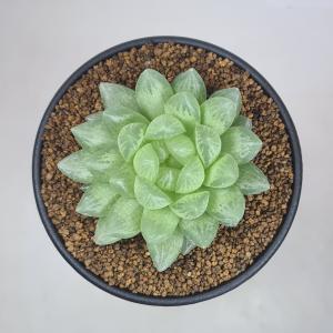 ハオルチア・トランシエンス 9cm鉢の詳細画像3