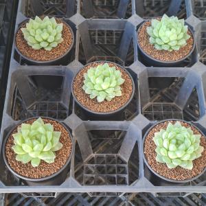 ハオルチア・トランシエンス 9cm鉢の詳細画像4