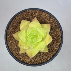 ハオルチア・キサンタゴールド 9cm鉢の詳細画像3