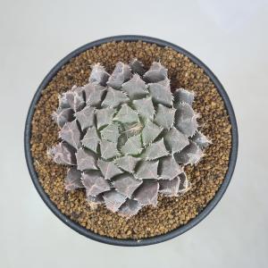 ハオルチア・有刺クーペリー 9cm鉢の詳細画像1