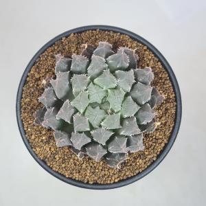 ハオルチア・有刺クーペリー 9cm鉢の詳細画像3