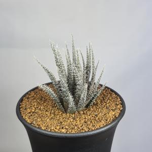 マミラリア・デュエイ 9cm鉢 : カクタス長田 Yahoo!ショッピング店