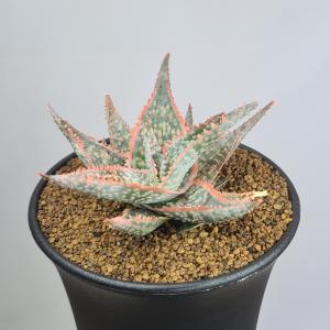 多肉植物：アロエ ピランシー 実生*幅9cm 現品！一品限り : 遊恵盆栽