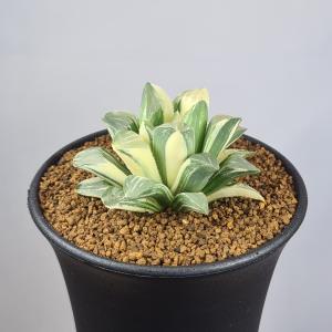多肉植物：ハオルチア 大型鮮明黄色斑 コレクタ錦（KI-C）*幅9cm