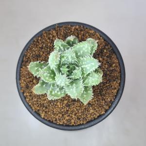 アロエ・フミリス シャーク 7.5cm鉢の詳細画像1