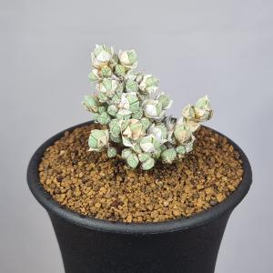 アガベ・チタノタ ブラックアンドブルー 7.5cm鉢 : カクタス長田 Yahoo