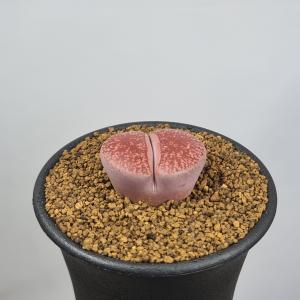 リトープス・Ken's Red 7.5cm鉢