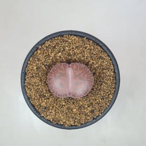 リトープス・Kens Red 7.5cm鉢の詳細画像1