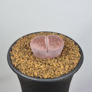 リトープス・Kens Red 7.5cm鉢の詳細画像2