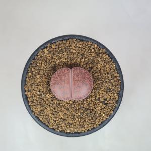 リトープス・Kens Red 7.5cm鉢の詳細画像3