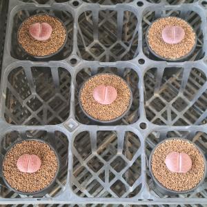 リトープス・Kens Red 7.5cm鉢の詳細画像4