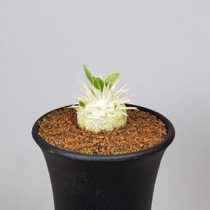 パキポディウム・タッキー (実生) 7.5cm鉢 : カクタス長田 Yahoo