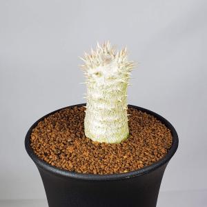 パキポディウム・デンシフローラム  9cm鉢｜cactusosada