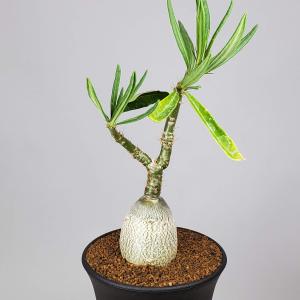 ☆特価☆コーデックス：パキポディウム ウィンゾリー 実生 S*塊根幅0.7