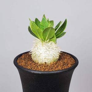 パキポディウム・恵比寿大黒  7.5cm鉢｜cactusosada