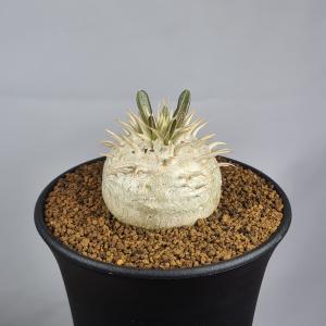 パキポディウム・エブルネウム 9cm鉢