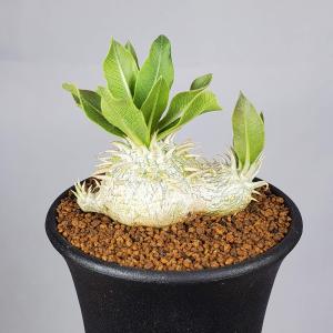 パキポディウム・恵比寿大黒 7.5cm鉢 : カクタス長田 Yahoo