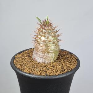 観葉植物 パキポディウム 恵比寿大黒 （国内実生株） 3.5号 : 園芸